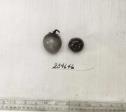 Click for 1 image(s) for this accession. FRUIT